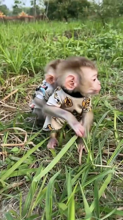 Heartwarming Moments of Baby Monkeys in Nature #viral