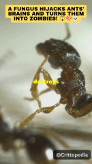 Fungus Turns Ants Into Zombies | Real Footage 😱 #Shorts #Horror #viralscience