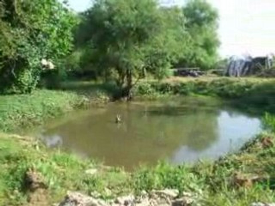 Mare aux grenouilles