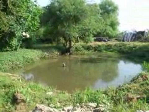 Mare aux grenouilles