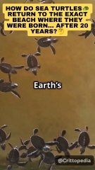 This Turtle Returned to the Same Beach After 20 YEARS 🐢😱 #Shorts #TurtleFacts #Wildlife