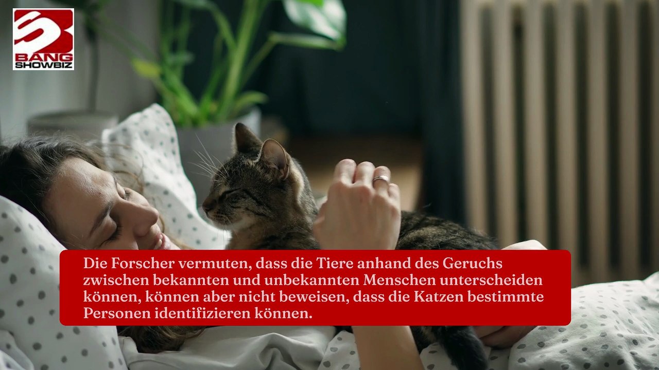 Katzen können zwischen dem Geruch ihres Besitzers und dem eines Fremden unterscheiden.