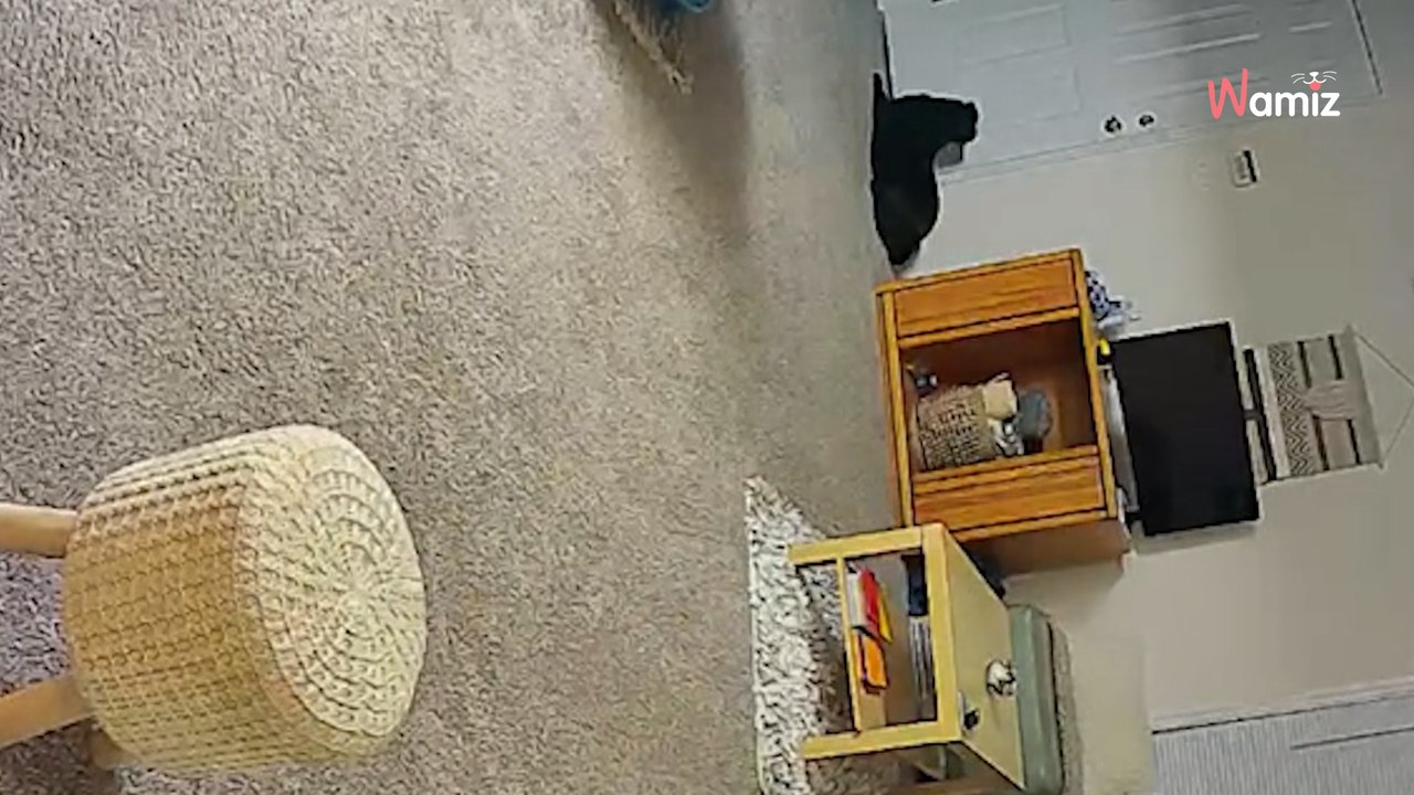Frauchen filmt ihren Hund, als sie weg ist: Beim Ansehen des Videos bricht ihr Herz