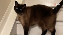 Frauchen denkt ihr Kater spinnt: Dabei sagt er nur Bescheid