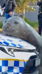 Elephant Seal Found in Suburban Cape Town, South Africa