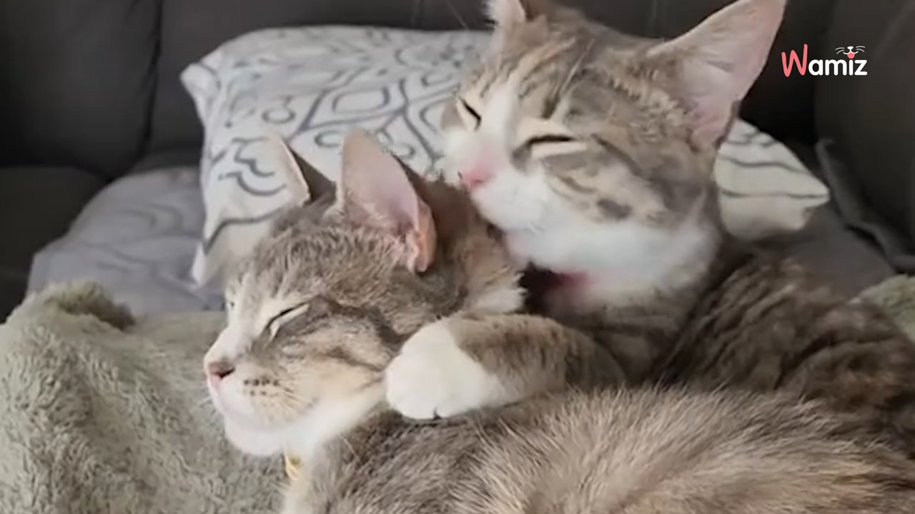 Paar adoptiert ein Kätzchen aus dem Tierheim: Nach einem Anruf, sind sie gezwungen, ihre Pläne zu ändern (Video)