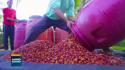 Giro Brasil: cafés amazônicos, transplante de animais, empregos na agropecuária