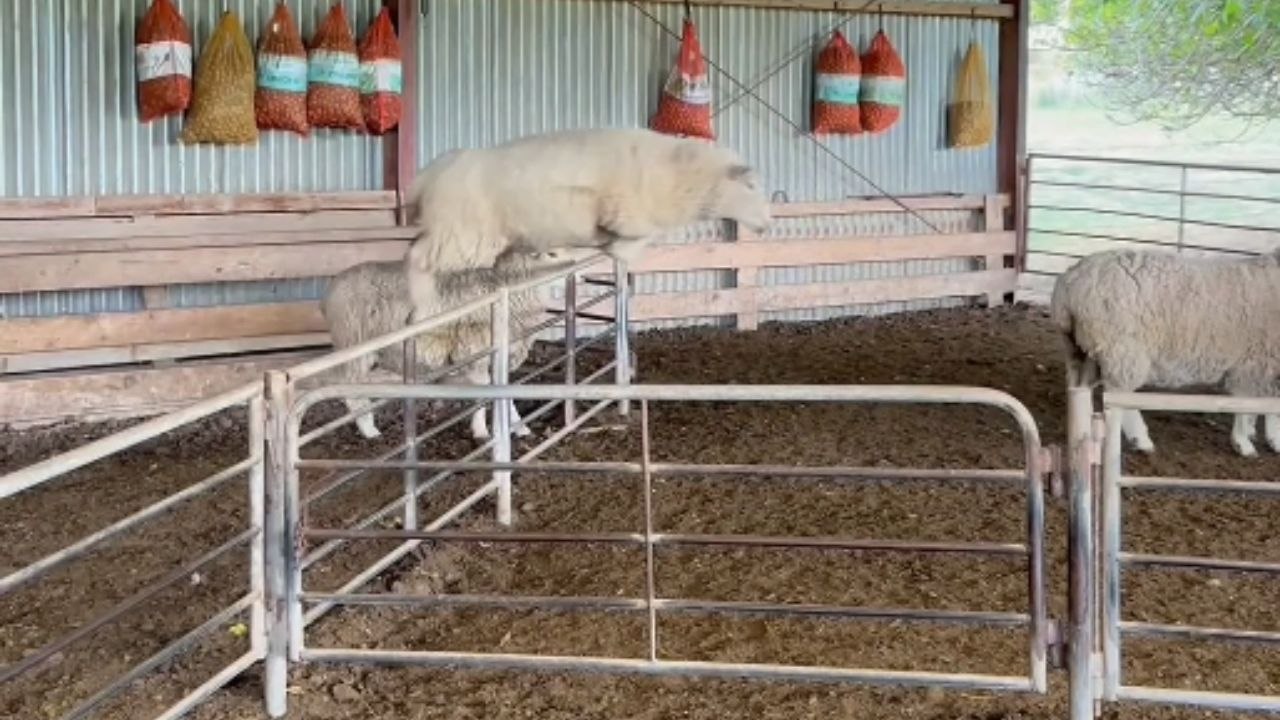 Fluffy sheep ignore farm rules and start jumping freely like furry rebels