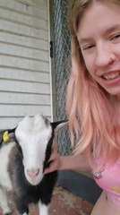 Goat Seeks More Pats From Woman After She Stops