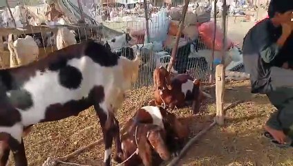 Gulabi Bakry in Rawat Mandi