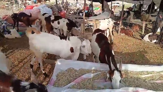 Rawat mandi/Desi Bakry/Quality/Qurbani ky liay tayar/Rajanpuri Bakray/Beetal Bakray