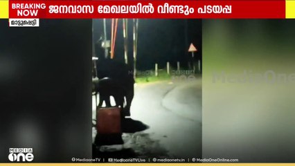 പടയപ്പ വീണ്ടും ജനവാസമേഖലയിൽ; കാട്ടാനയെത്തിയത് ഇടുക്കി മാട്ടുപ്പെട്ടിയിൽ