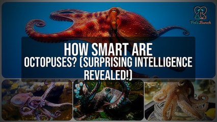 How Smart Are Octopuses? (Surprising Intelligence Revealed!)