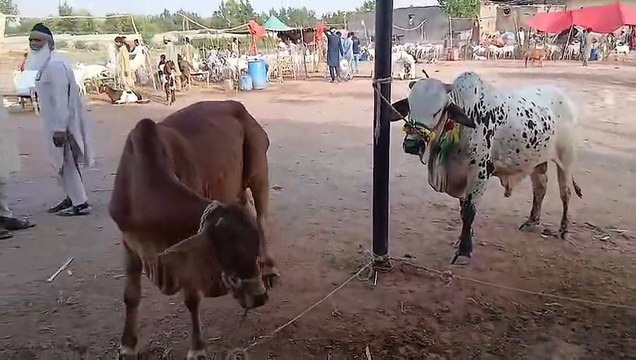 Rawat Mandi/Cholistani Bulls/Daajli Bulls/Sahiwal Cross Bullls/Barahman Cross Bulls/Feroz Shah Sahab