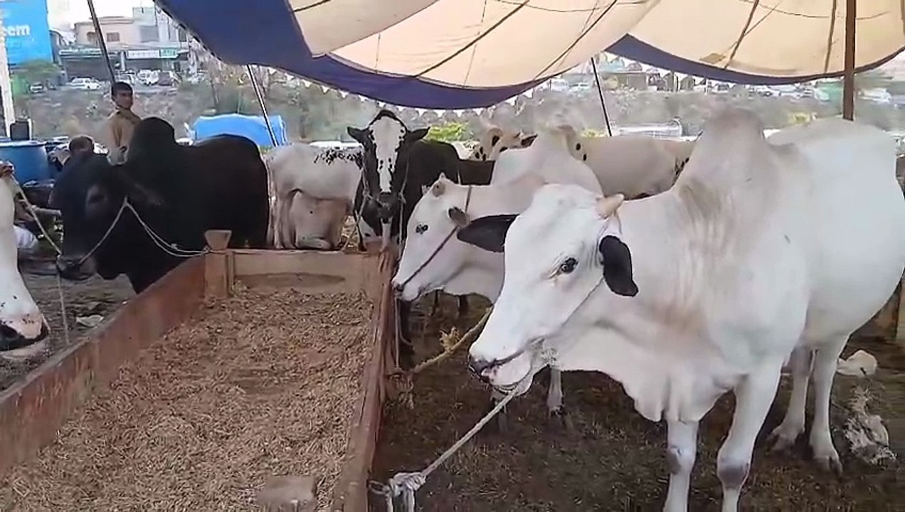 Fatehjangi Bulls/Rawat Mandi/Reasonable Prices start from 4 lac/Come and check them/Qurbani Animals