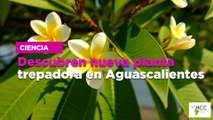 Descubren nueva planta trepadora en Aguascalientes
