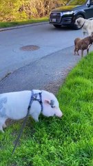 Boyfriend Gets a Pink “Puppy” — But It’s Actually a Pig! 🐶➡️🐷💖