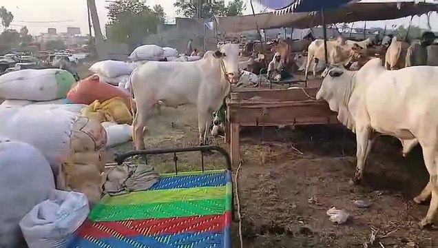 Fatehjangi Bull/Low Price/Qurbani Animals/Rawat Mandi/Good Quality/Easy Qurbani/Fatehjangi bull