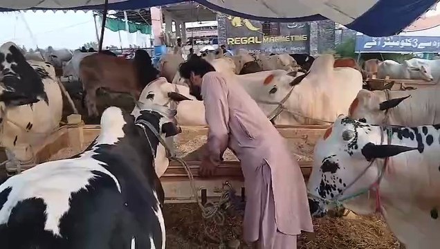 Fatehjangi Bulls Full of Meat/Healthy/Reasonable Price/Rawat Mandi/Qurbani Bulls/Qurbani Animals