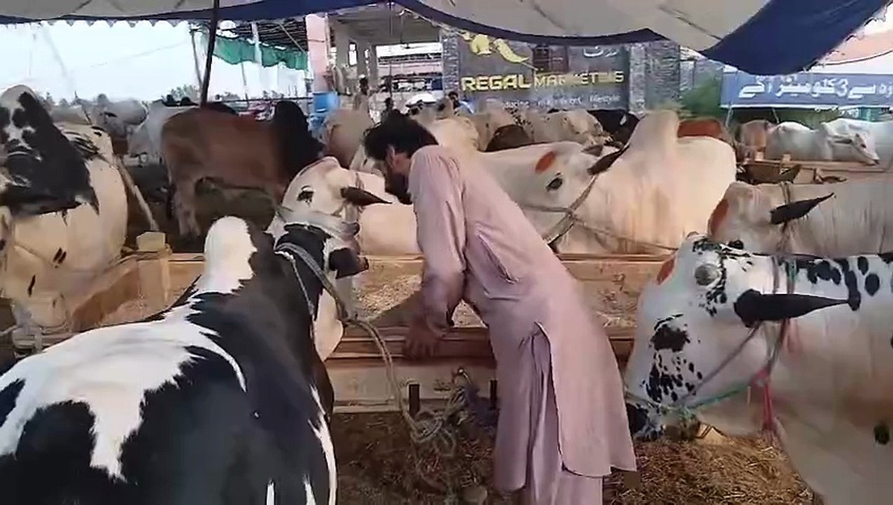 Fatehjangi Bulls Full of Meat/Healthy/Reasonable Price/Rawat Mandi/Qurbani Bulls/Qurbani Animals