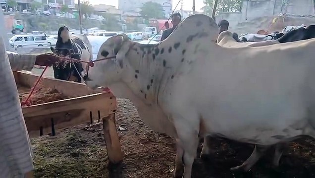 Fatehjangi Bull/Antique Animal/Different Horns/Rawat Mandi/Best Bull of Rawat Mandi/Reasonable price