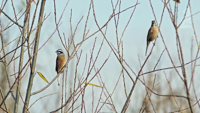 SIBÉRIE SAUVAGE Le Royaume Glacé des Prédateurs Légendaires DOCUMENTAIRE ANIMALIER