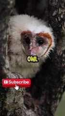 The Silent Genius of the Skies – Meet the Owl!