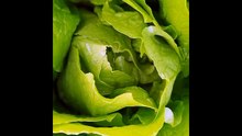 göbekli marul, hasat aşaması (cos lettuce)