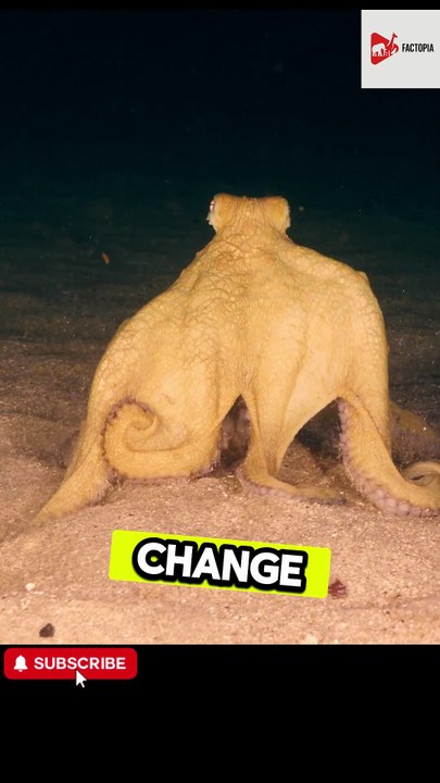 Dreaming Octopuses: They Change Color While Sleeping!