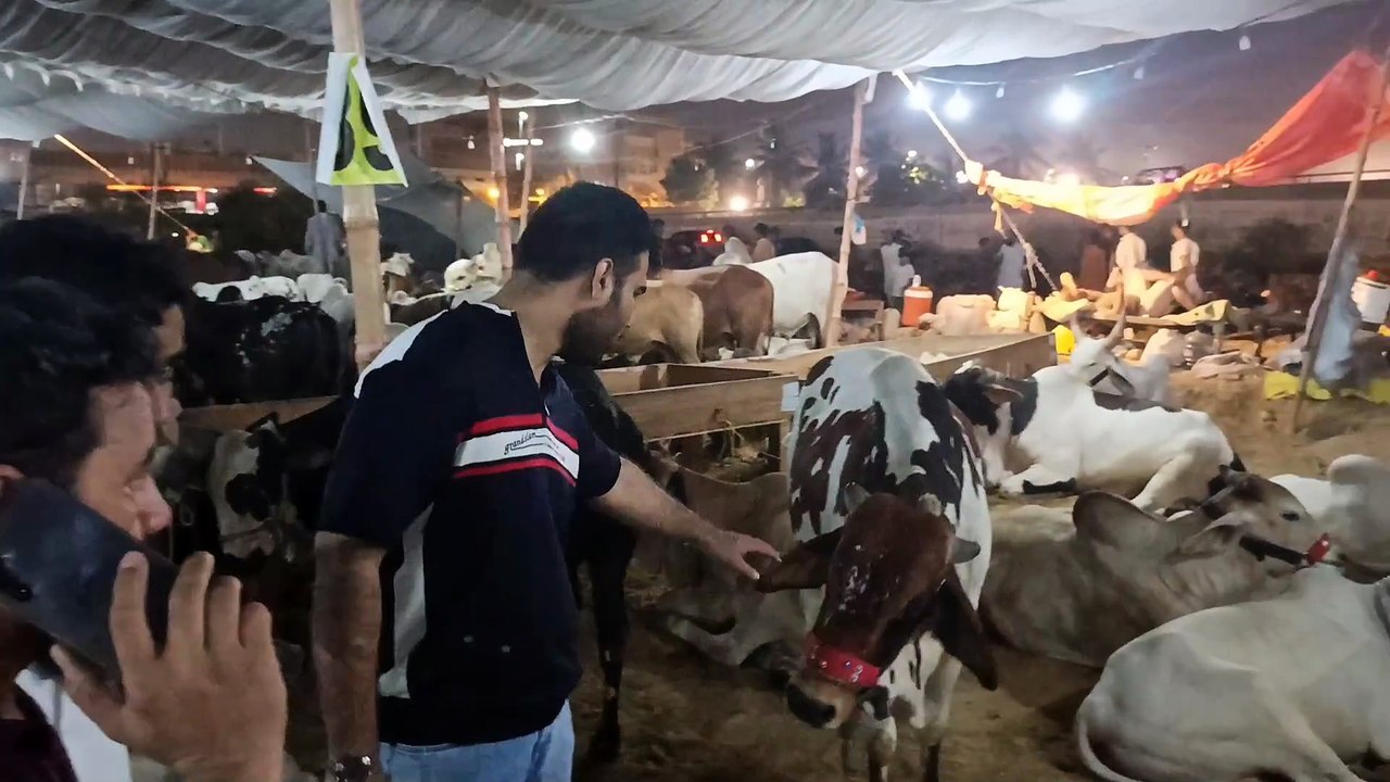 EID-UL-ADHA 2025 | CATTLE MARKET KARACHI | COWS | BEAUTIFUL ANIMALS FOR EID-UL-ADHA