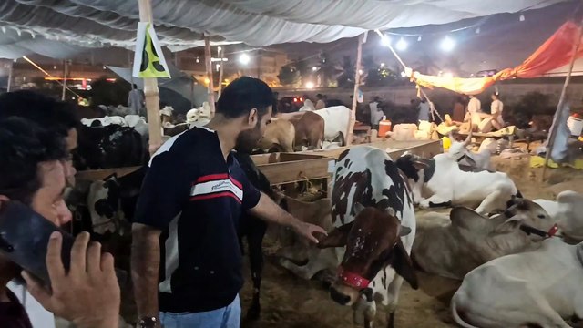 EID-UL-ADHA 2025 | CATTLE MARKET KARACHI | COWS | BEAUTIFUL ANIMALS FOR EID-UL-ADHA