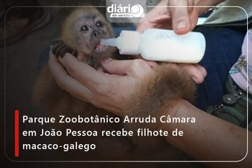 ⁠Parque Zoobotânico Arruda Câmara em João Pessoa recebe filhote de macaco-galego⁠