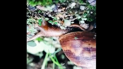 A RELAXING WALK WITH SNAILS WITH RELAXING MUSIC - JALAN SANTAI BERSAMA BEKICOT DENGAN MUSIK YANG SANTAI