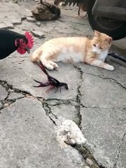 Chaos on the farm: Chickens vs. Crab, with a side of feline fashion