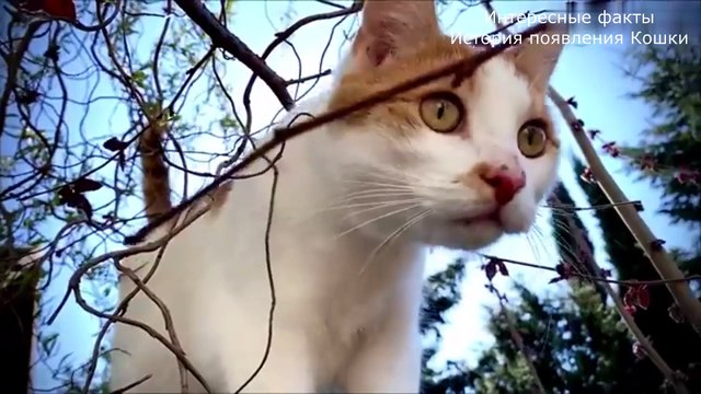 Интересные факты. История кошки