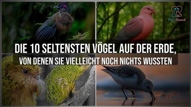 Die 10 Seltensten Vögel der Welt | Seltene Vögel, die Sie nicht kennen