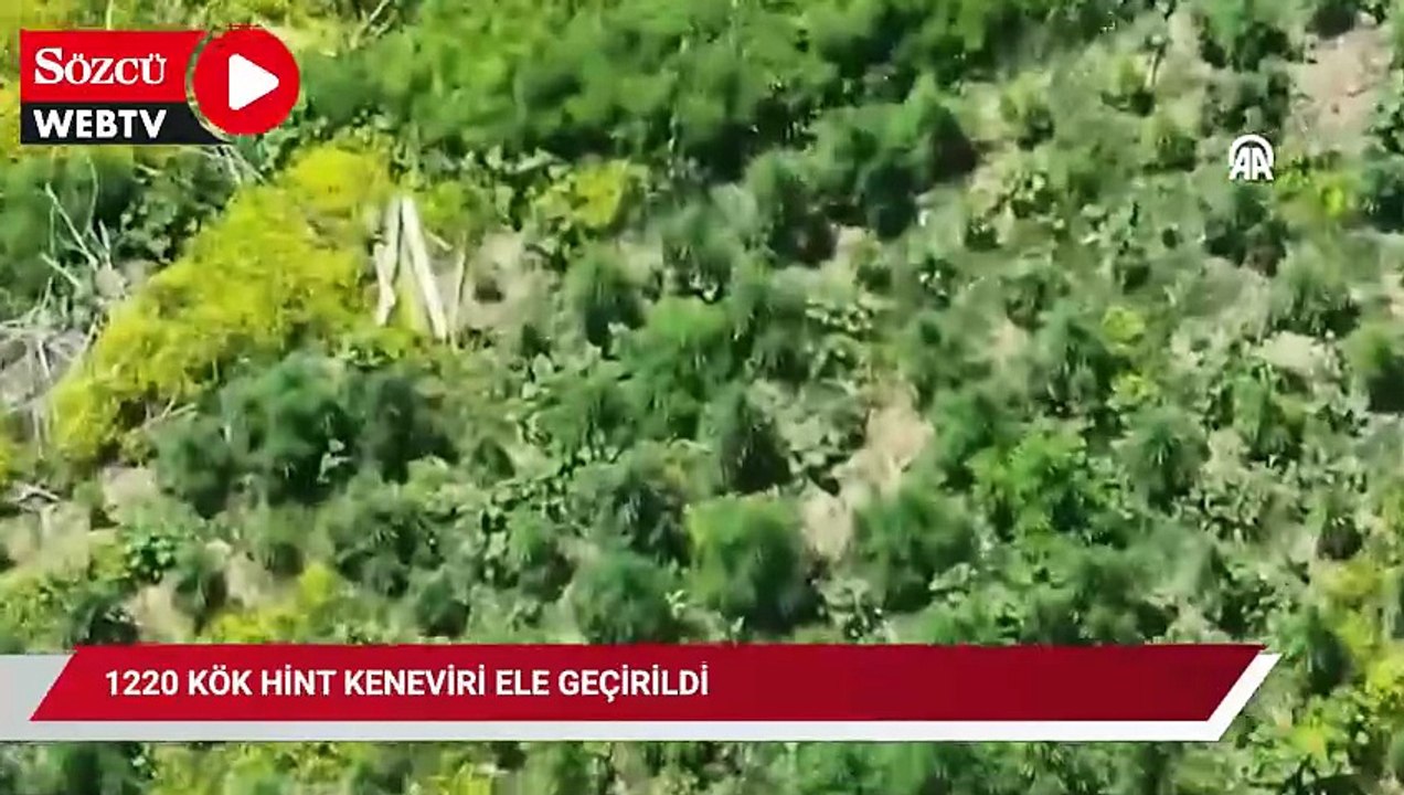 Dicle Nehri'ndeki adacıklarda ekili 1220 kök Hi...