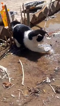 Cat playing with water new viral funny video 📸 cat new viral funny video 😂📸 animals love 😘❤️ cat lover 😍#shorts #shortvideos #viralvideos #viralshorts #funnyvideos #comedy #cat #animals #love #care