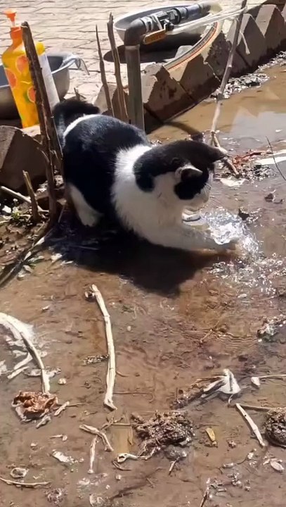 Cat playing with water  new viral funny video 📸 cat new viral funny video 😂📸 animals love 😘❤️ cat lover 😍#shorts #shortvideos #viralvideos #viralshorts #funnyvideos #comedy #cat #animals #love #care