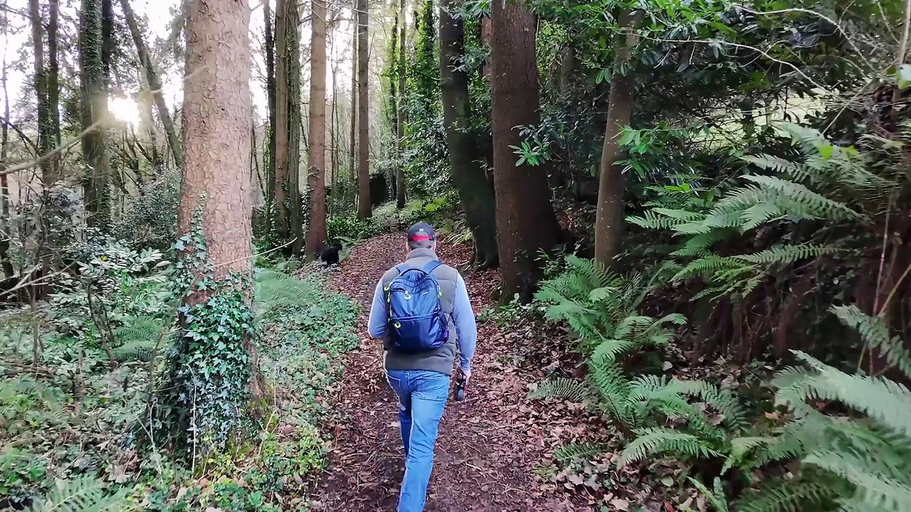 Waldaufenthalt reduziert Stress in nur 20 Minuten