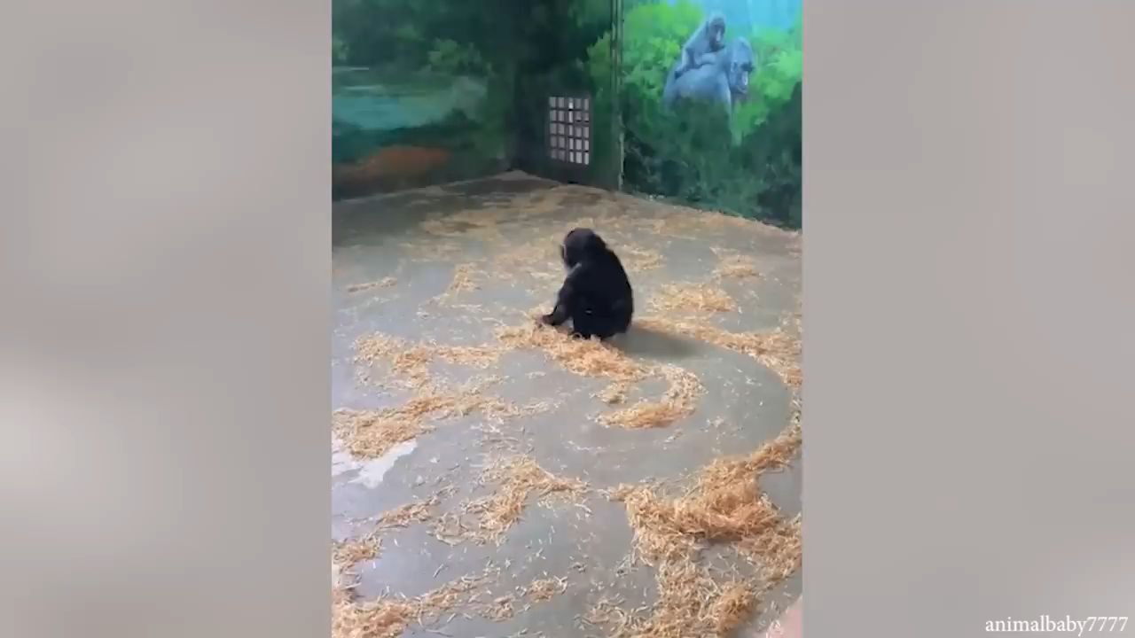 monkey 🐵🐒🐒🐒🐒🐒