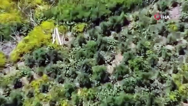 Polis bile şaştı kaldı: Keneviri burada yetiştiriyorlar!