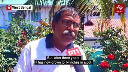 WB: Siliguri Man Cultivates Delicious Apples In Pots In Rooftop Garden