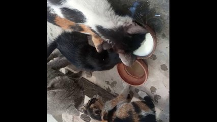 Cat Lovers😱cat videos for cats to watch#viral videos on youtube#islamicmustafa786#shorts#short#viral