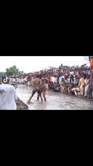 شاندار کبڈی میچ