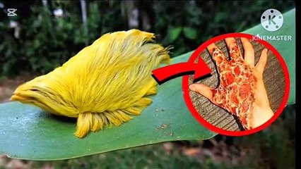 6 Dangerous Animal of the World 🌎 in Urdu hindi  #dangerous #discovertheworld