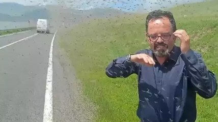 Çıldır Gölü çevresinde ‘yeşil sinek’ istilası