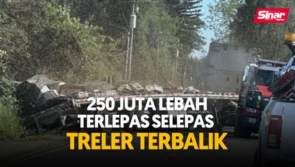 250 juta lebah terlepas selepas treler terbalik