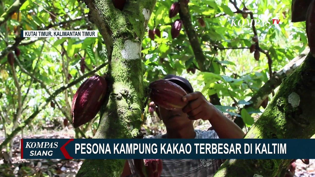 Panen 150 Ton per Tahun, Kampung Kakao di Kutai Timur Jadi Andalan Kaltim