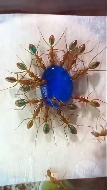 Ants drinking different colored sugar water